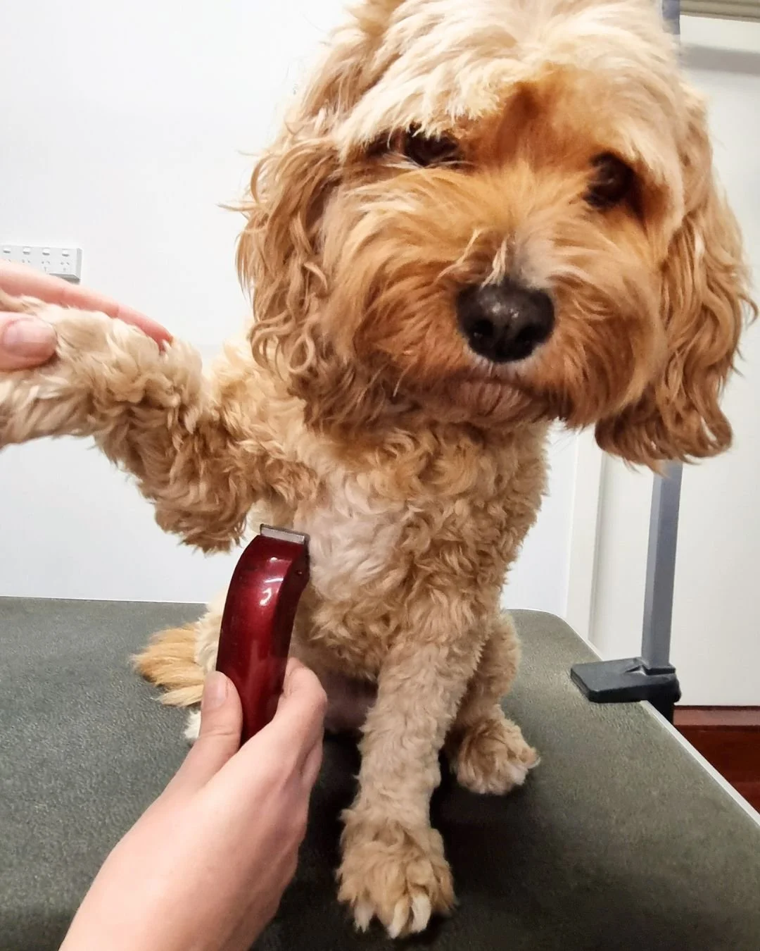How to shave your dog’s armpits at home