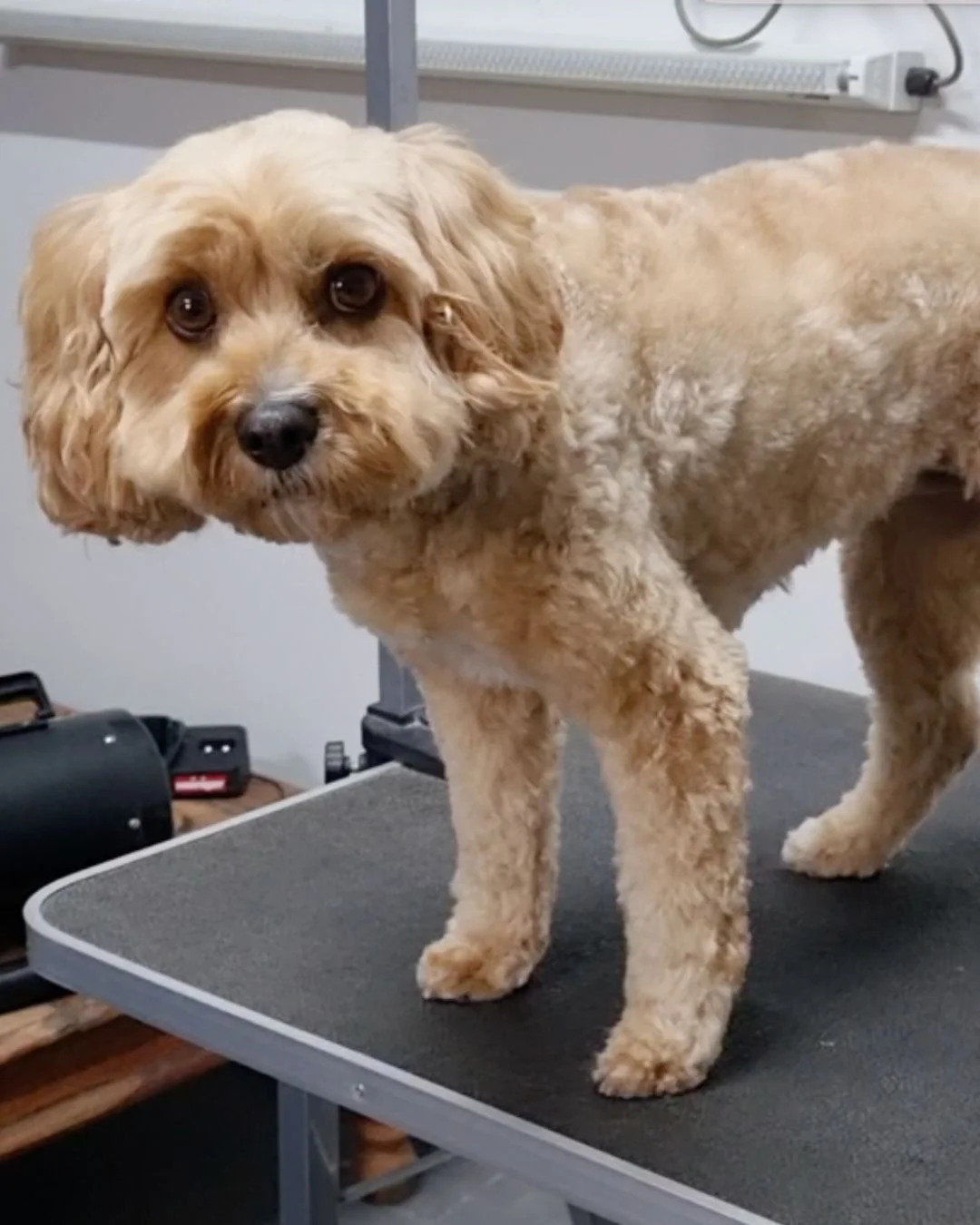 How to groom your Cavoodle: the complete guide