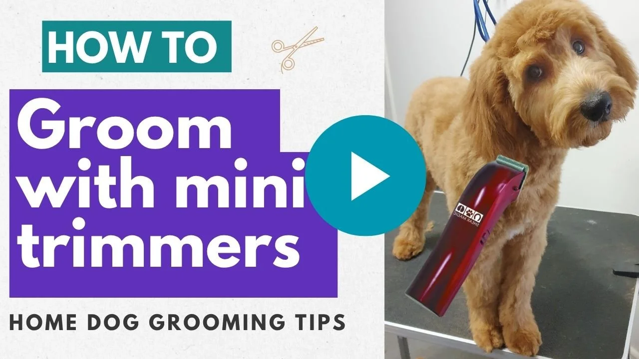 Video: How to groom with mini trimmers