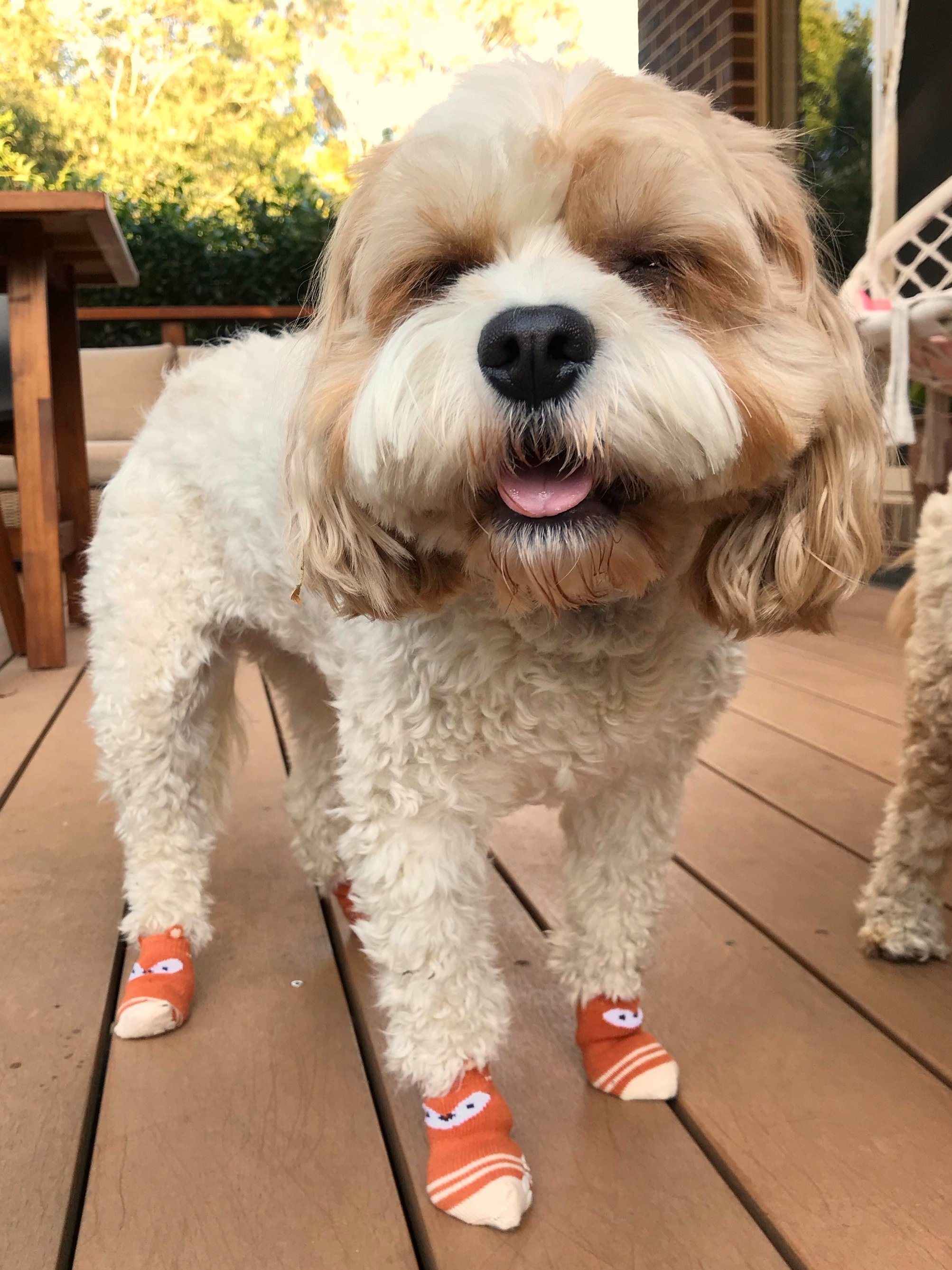 Kmart Pet Socks Review — Healthy Happy Paws