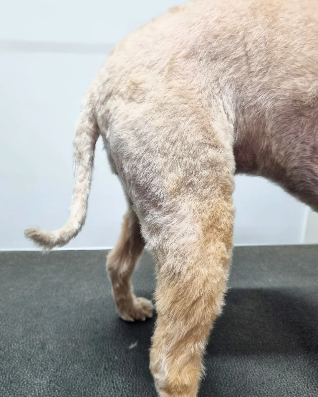 How to shave your dog’s tail at home