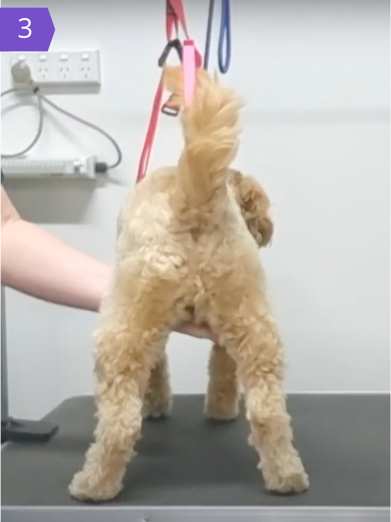 How To Shave Your Dog’s Bum — Healthy Happy Paws