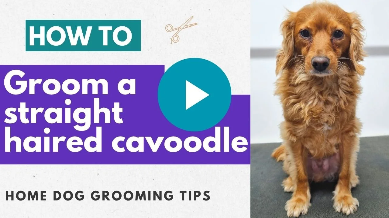 Video: How to groom a straight haired cavoodle