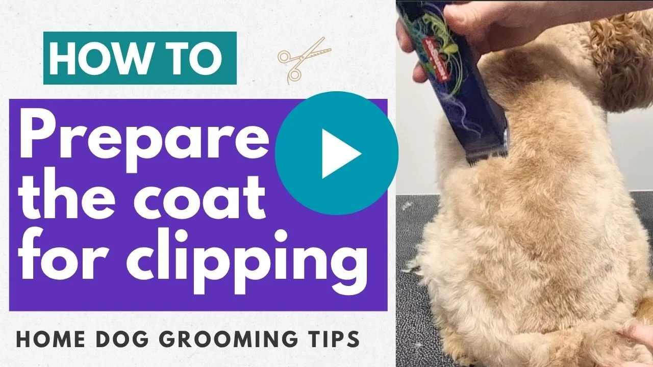 Video: How to prepare the coat for clipping