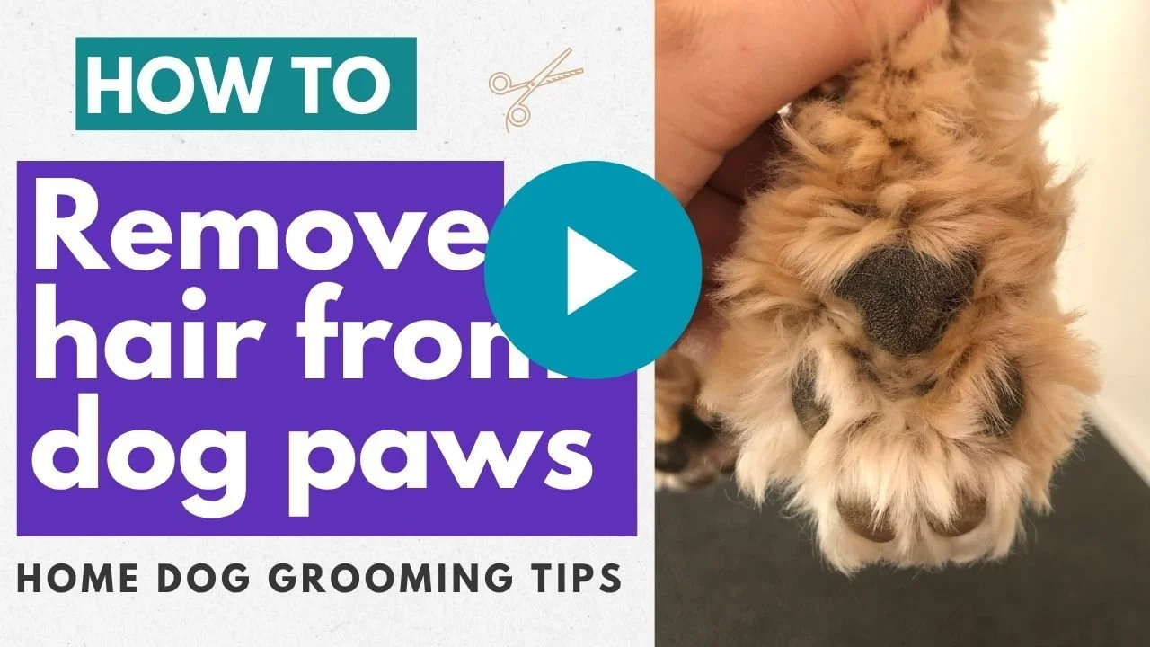 Video: How to remove fur from paws