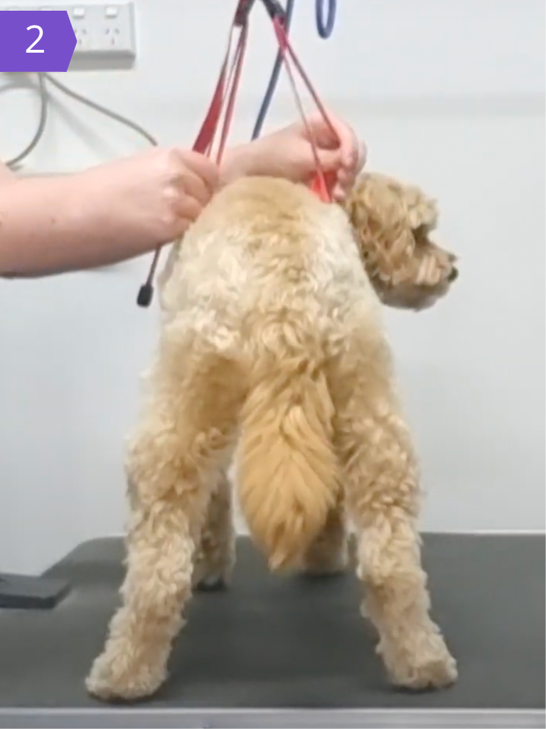 How To Shave Your Dog’s Bum — Healthy Happy Paws