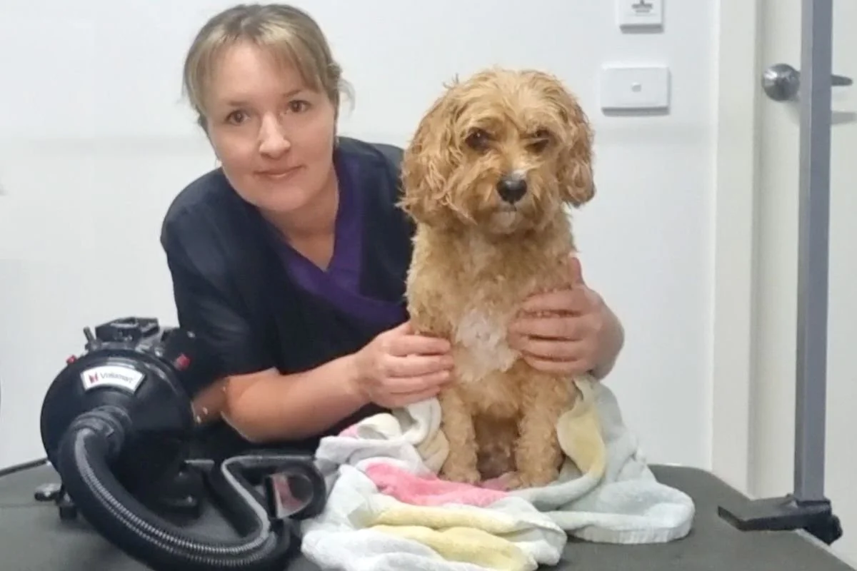 Drying your dog with a pet dryer