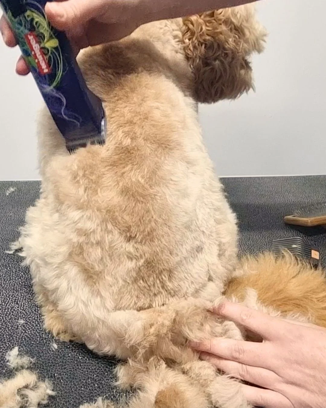 How to prepare your dog’s coat for clipping