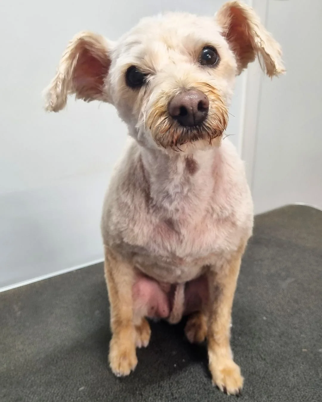How to shave your dog at home