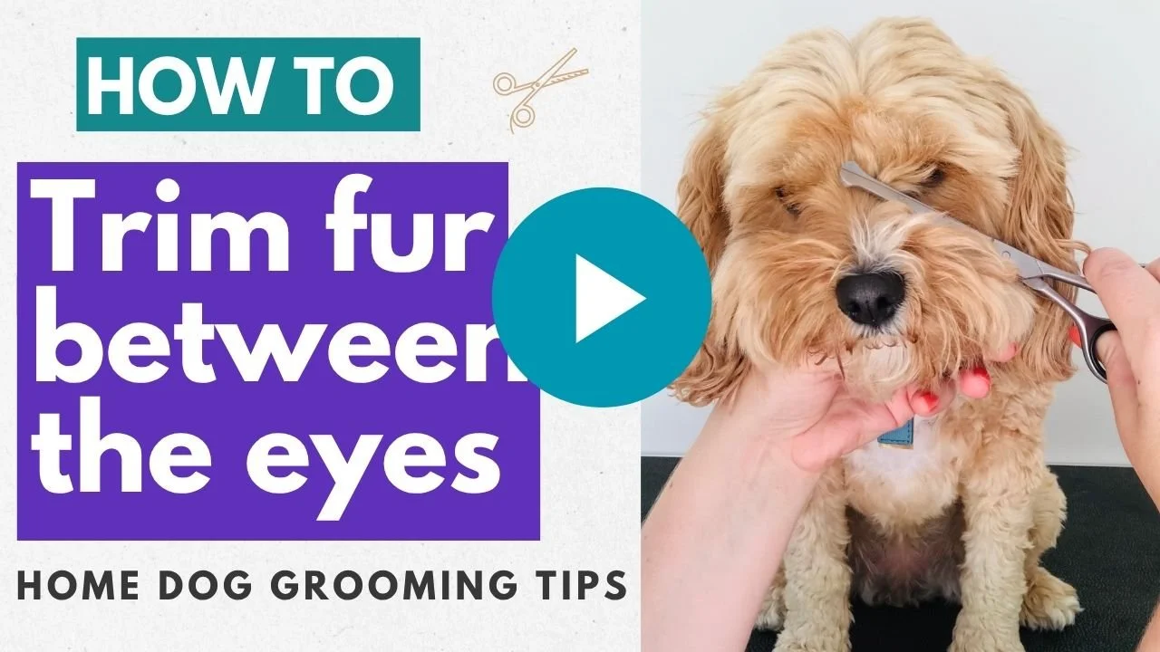 Video: How to Trim fur between the eyes