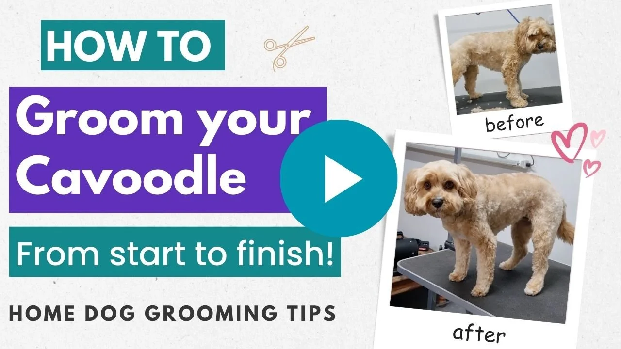 How to groom your cavoodle video