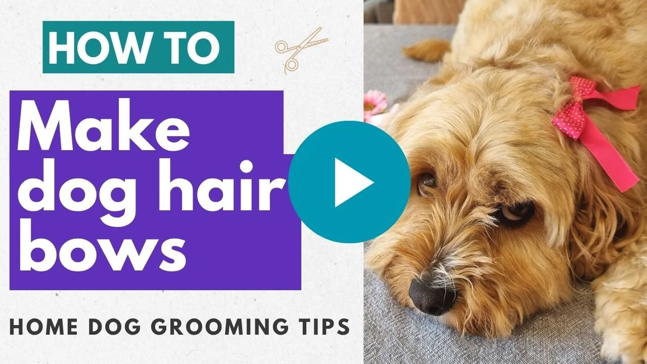 Vide: How to make dog hair bows