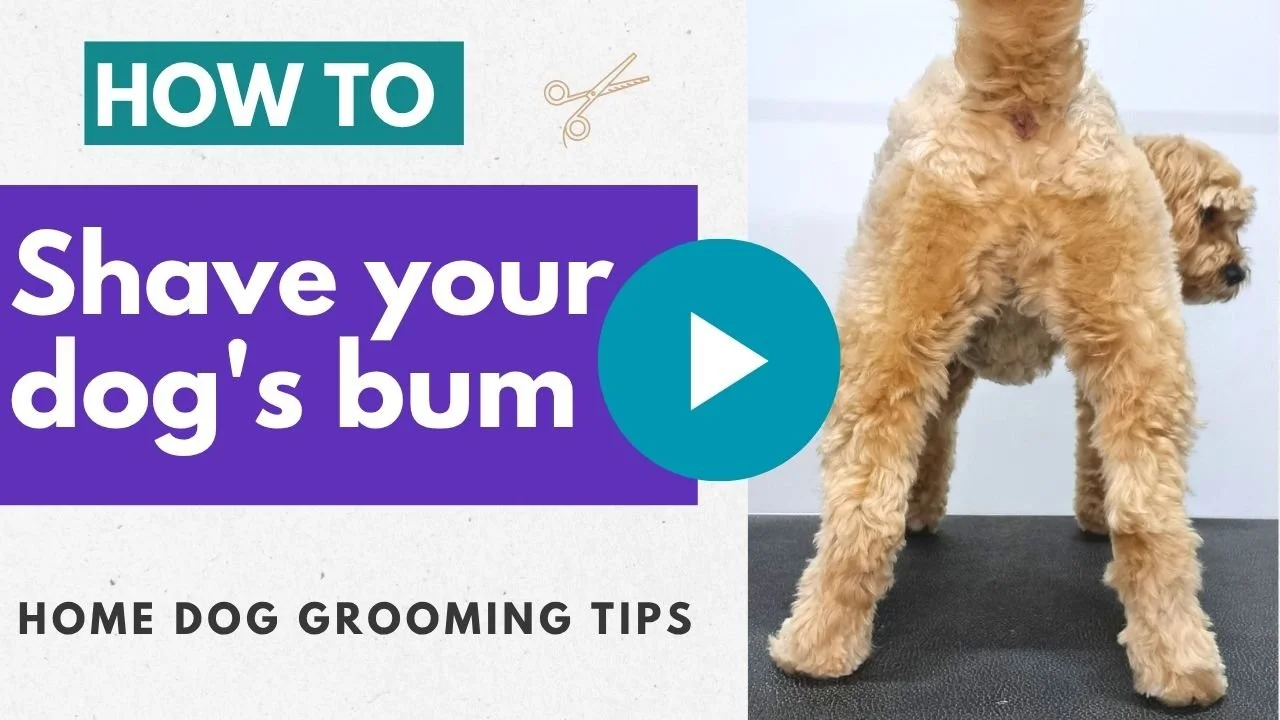 Video: How to shave your dog's bum
