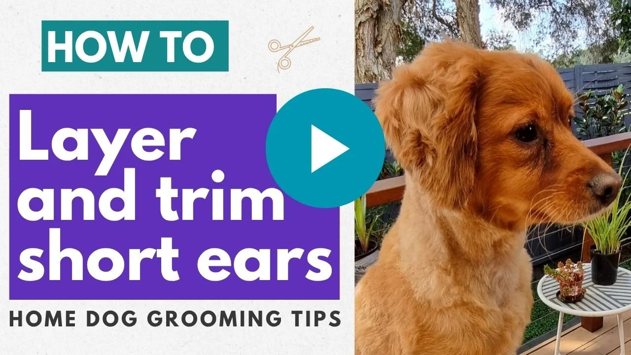 Video: How to layer short ears