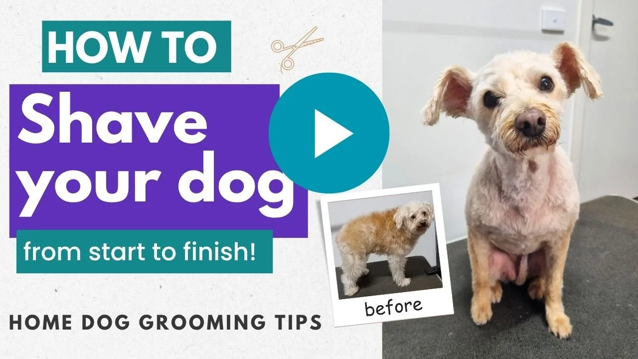 Video: How to shave your dog