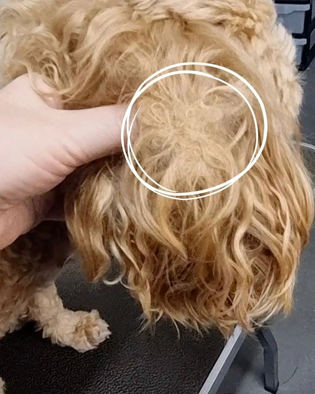 How to remove mats from your dog's coat (without hurting them)