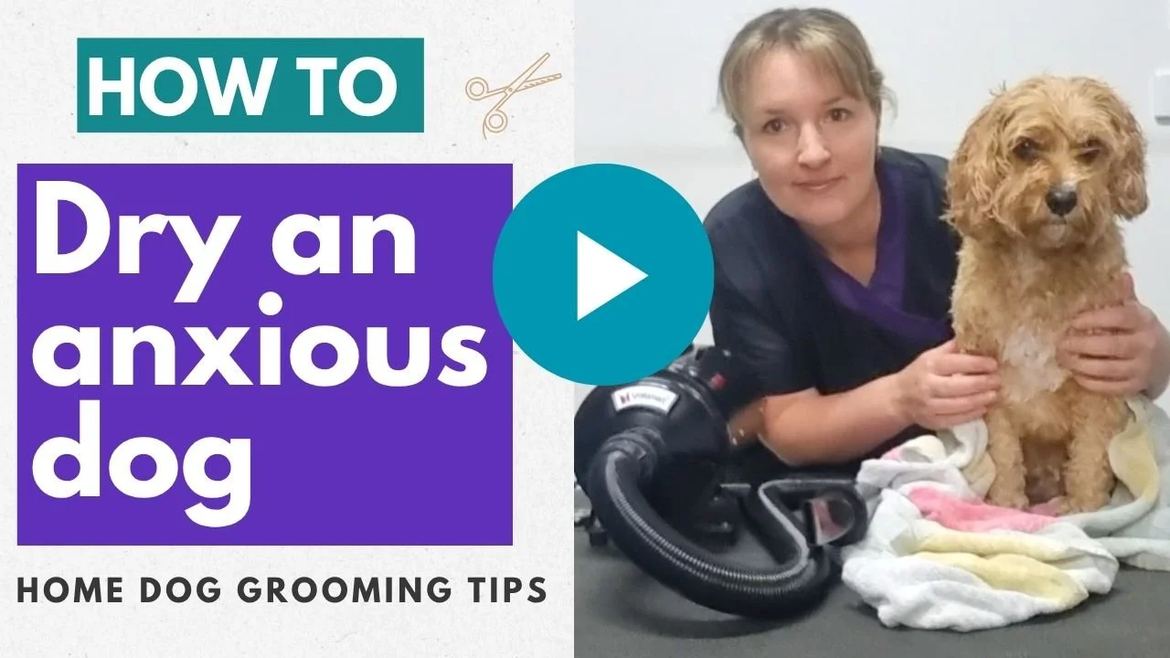 Video: How to try an anxious dog