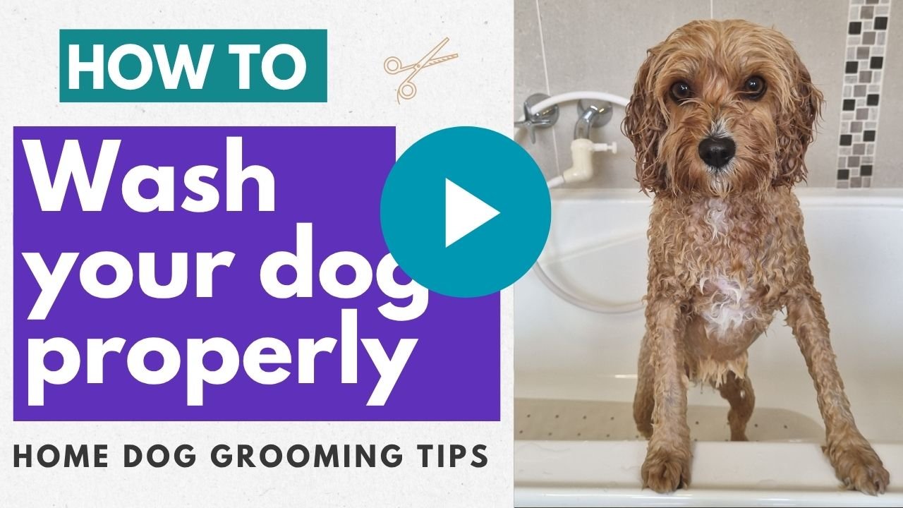 How to wash your dog video