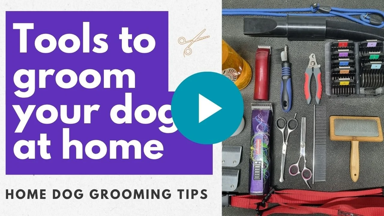 Video: Tools to groom your dog at home
