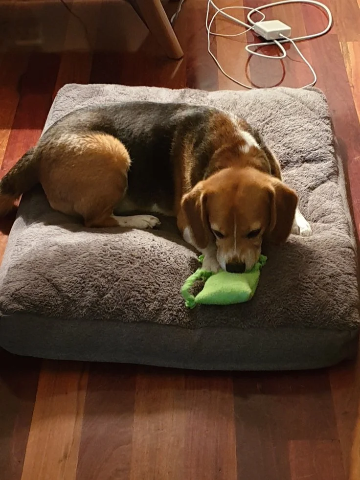 Kmart Dog Bed Review — Healthy Happy Paws