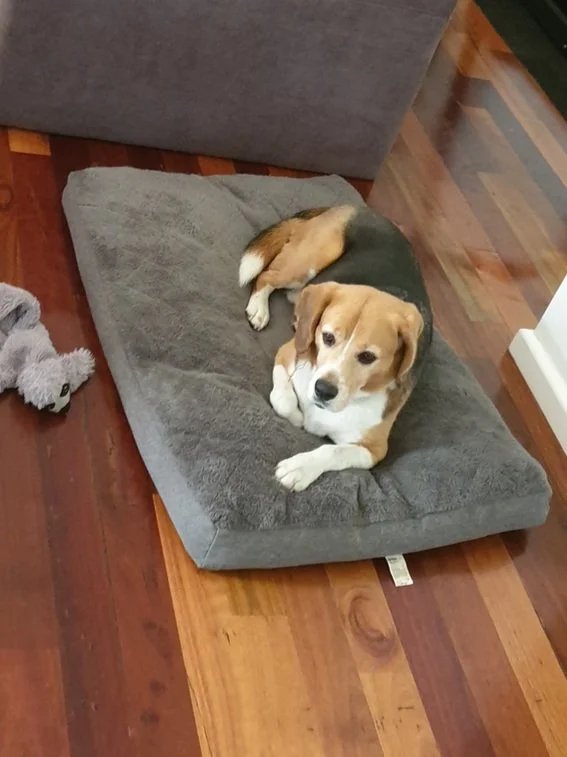 Pet Supplies Kmart Wooden Dog Bed Kmart Pet Mat Store