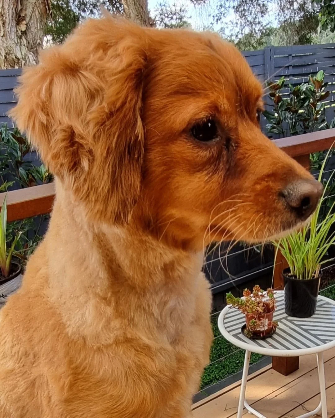 How to layer and trim your dog’s ears short at home