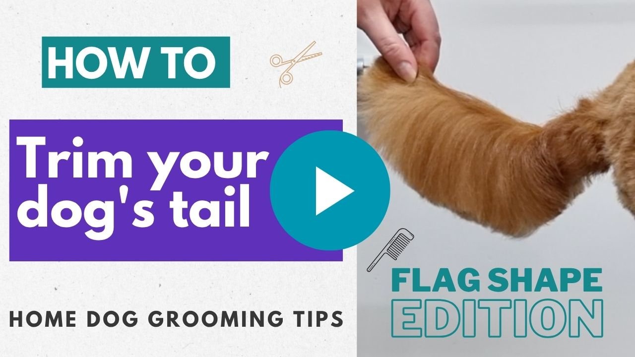 Video: How to trim your dog's tail