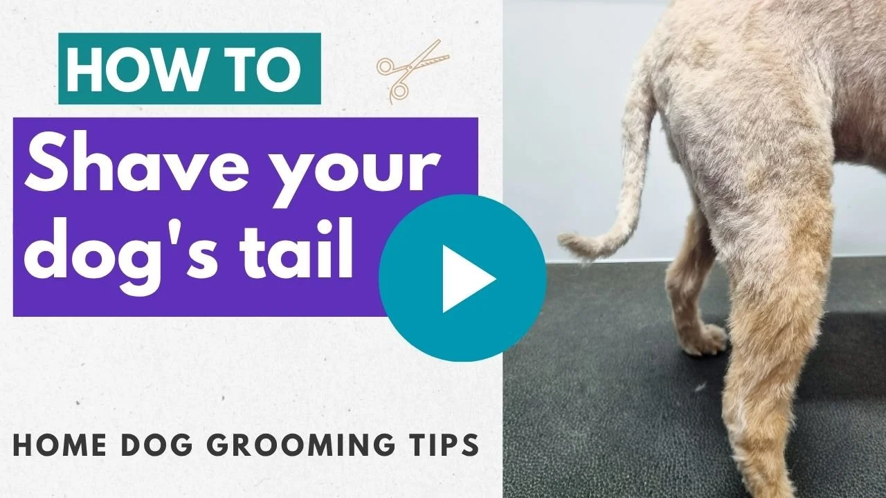How to shave your dog's tail video