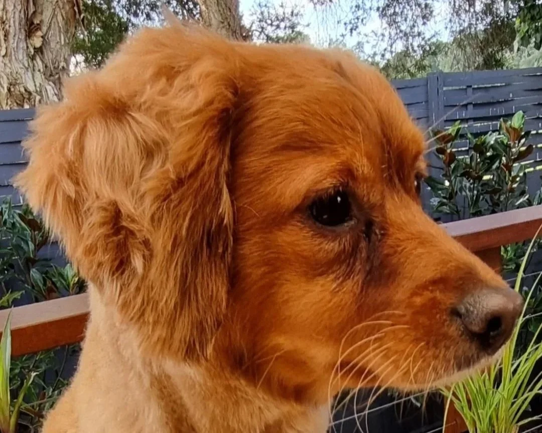 Archie's short, layered ears