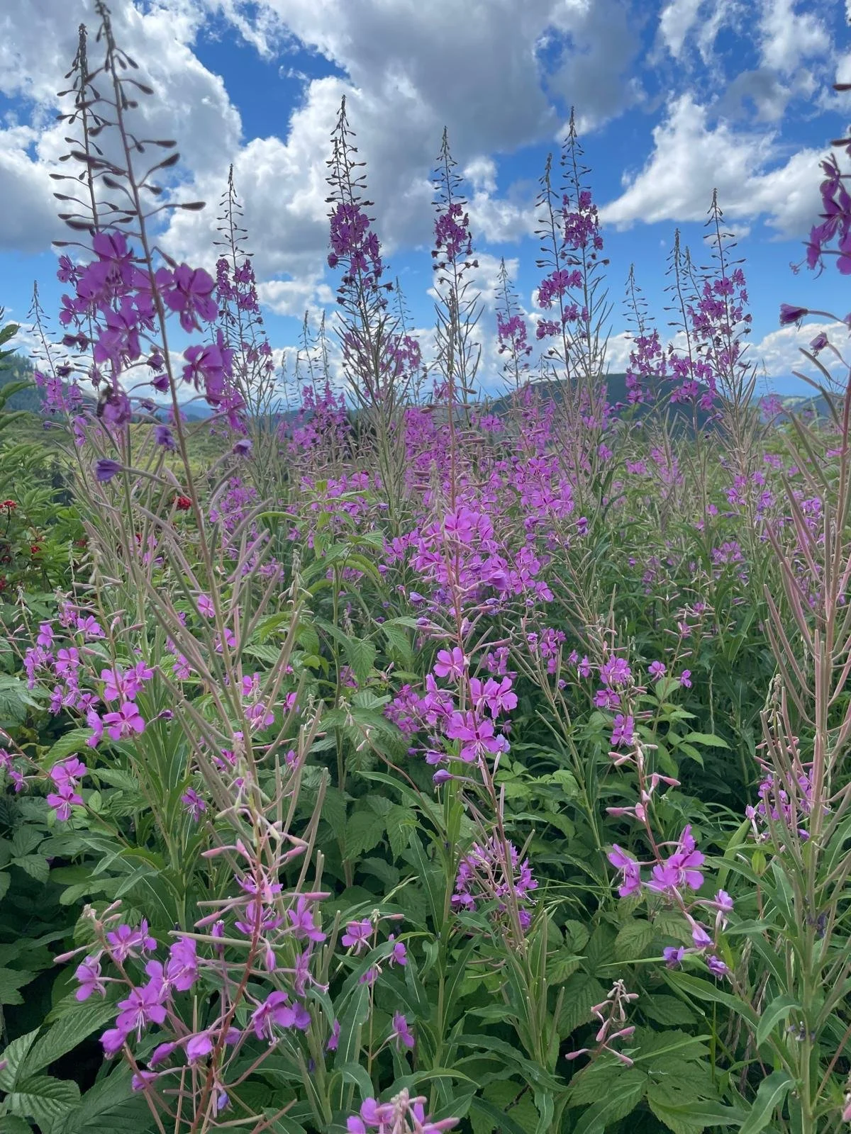 Transformer les trésors du printemps en activités créatives et bilingues