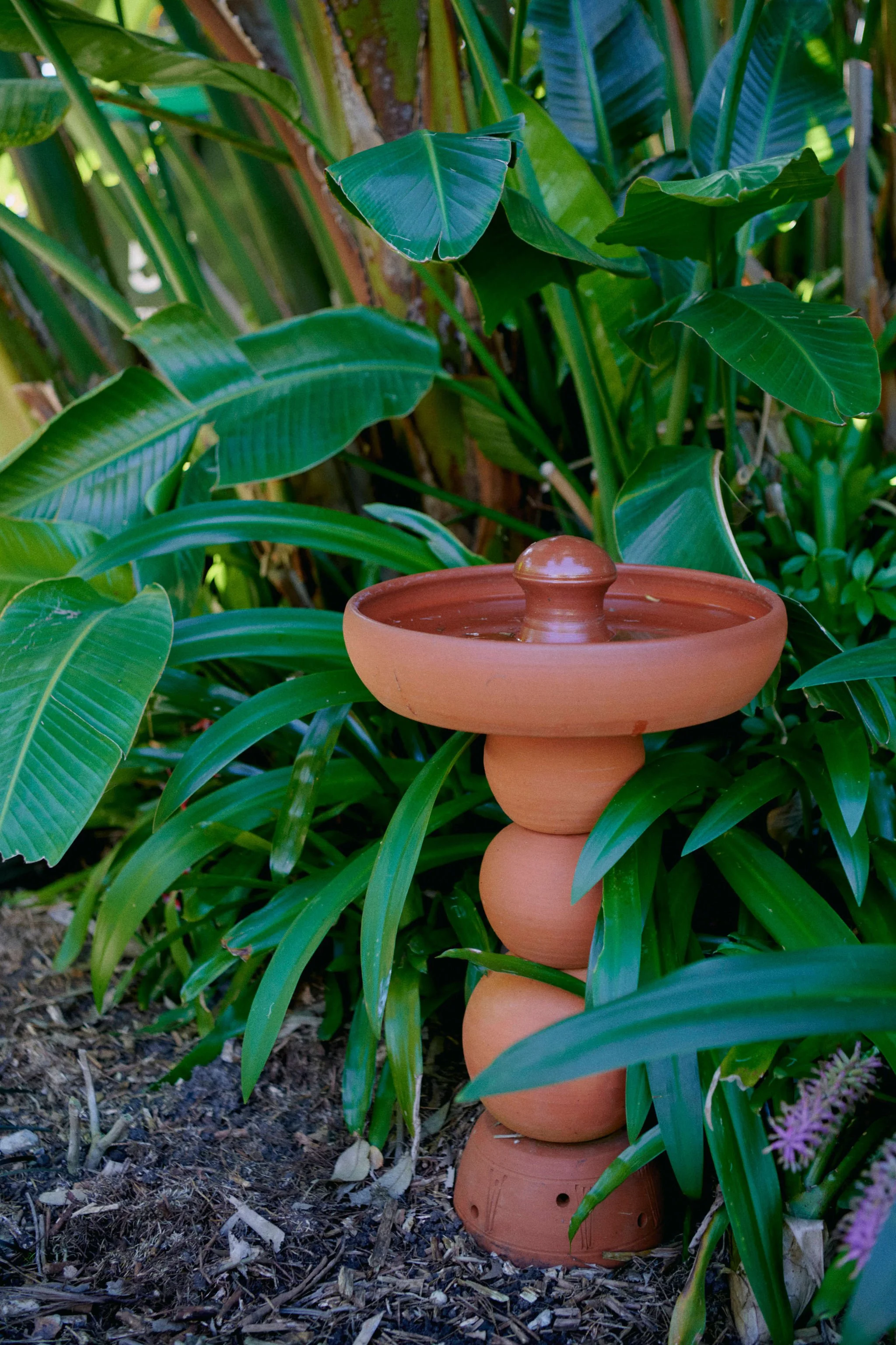 Tropical Garden 