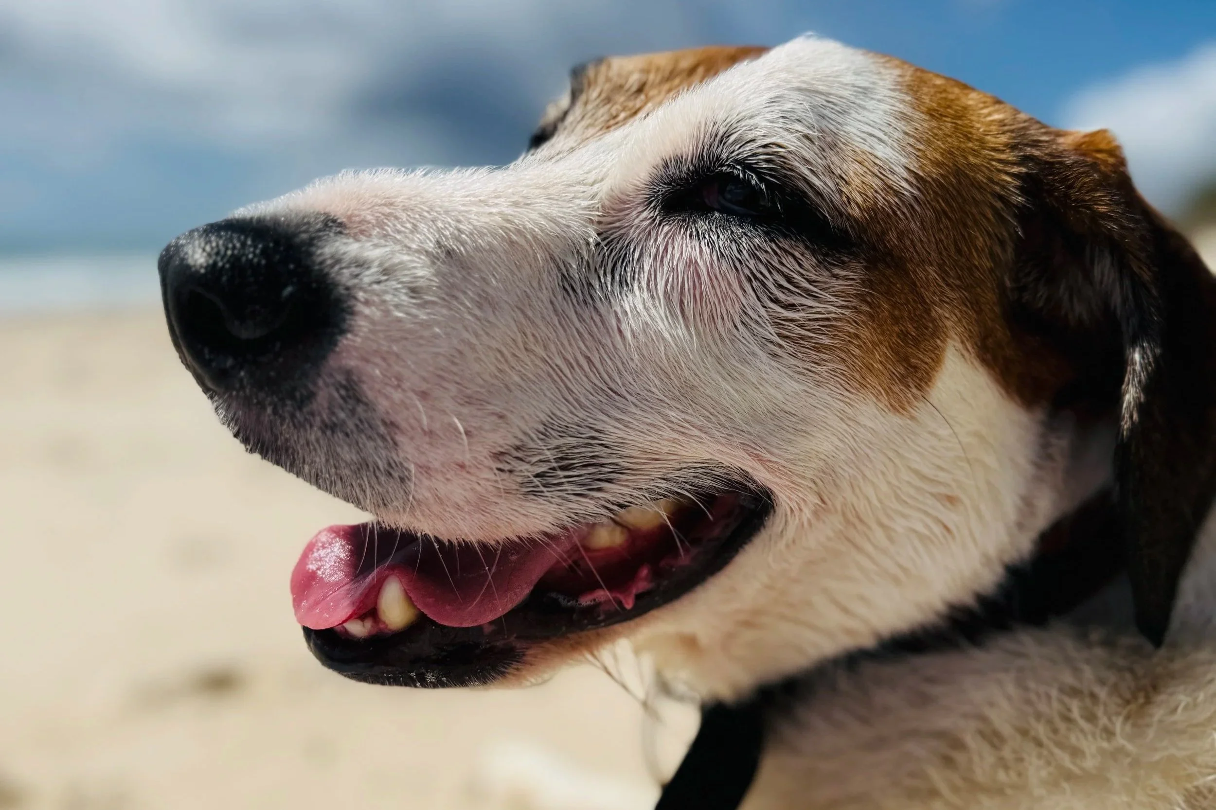 Bruns Surf Shack is pet friendly