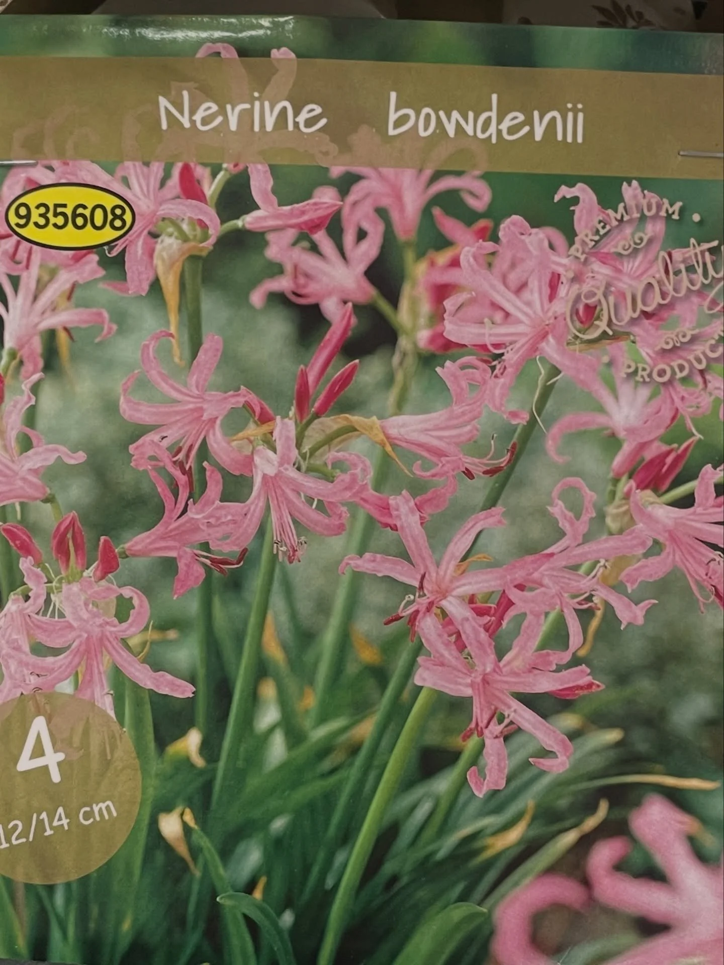 Nerine&rsquo;s are on sale guys! Go buy them now and plant those seeds! Also a good moment to mention that my show is also on sale and you should come and see me as I grow 💁&zwj;♀️🤣 it&rsquo;s all a work in progress&hellip;

Where? 
3rd Feb London 