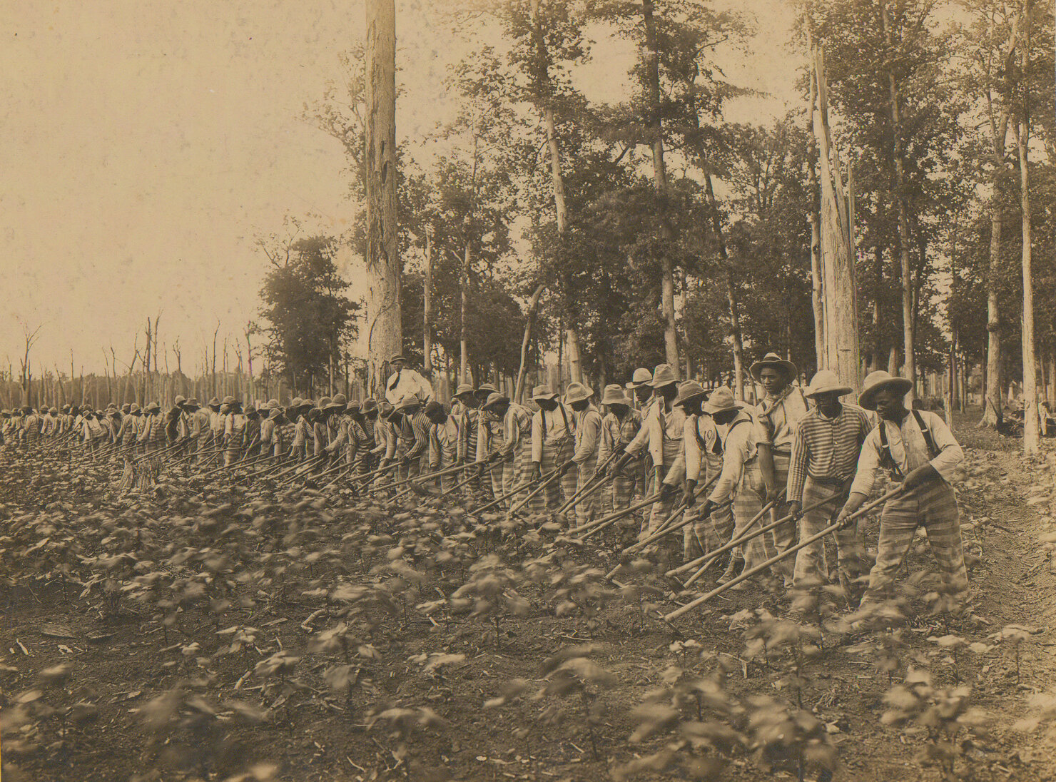 Parchman_prison_convict_labor_1911.jpeg