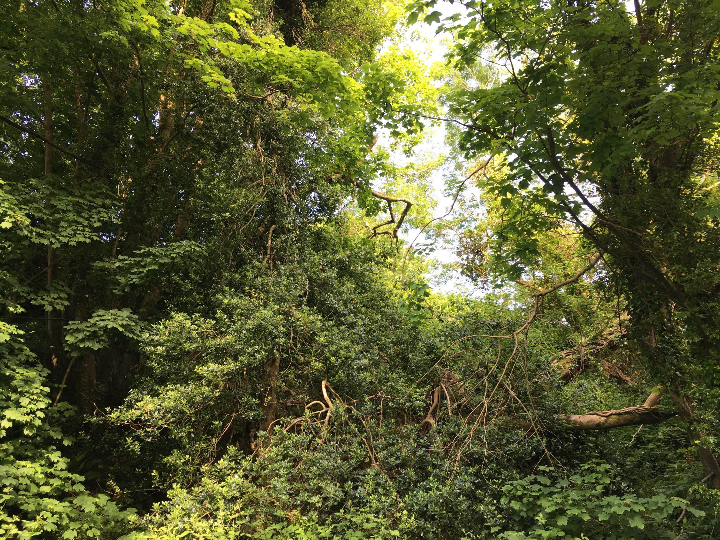 Fragonard's Trees.JPG