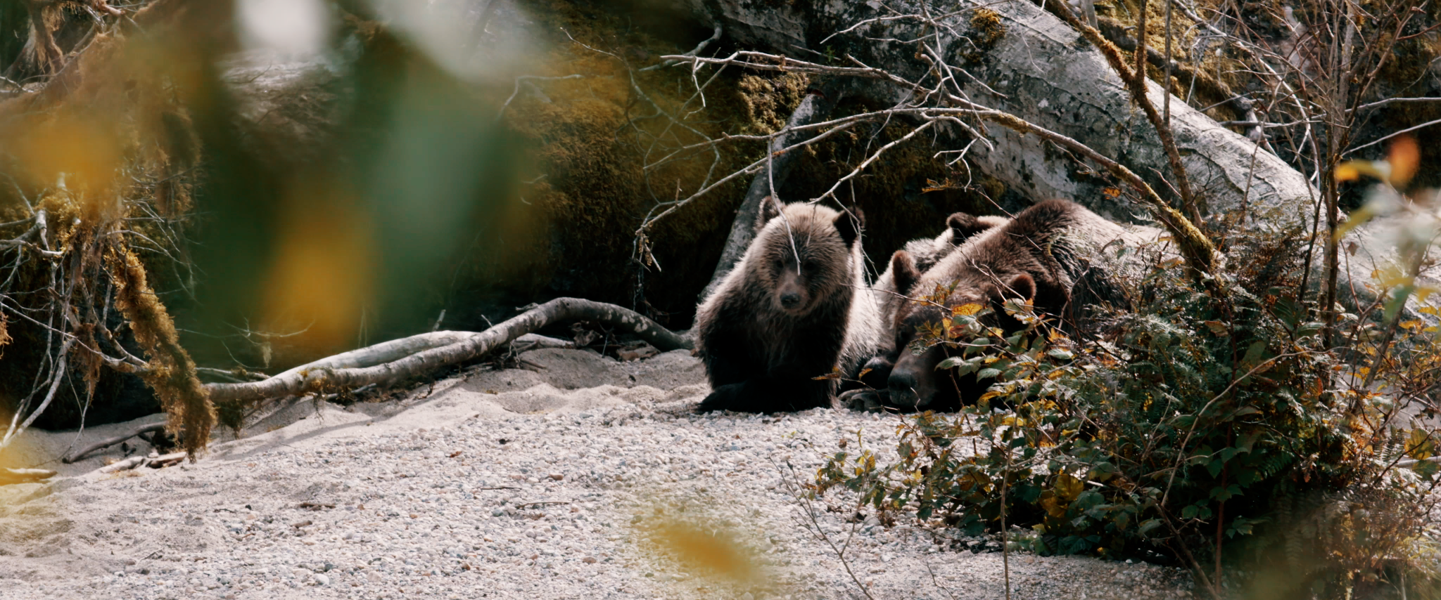 grizzly cinematographer canada