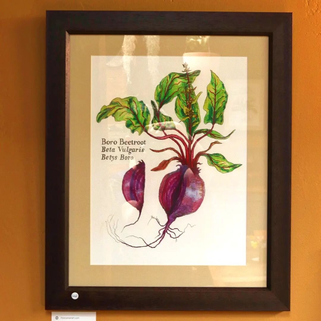 Latest Botanical Illustration for @warrenmanselst

Was sold before I even finished it, a new record for me!

#beetroot #beets #vegetables #gardening #organic #stilllife #botanicalart #botanicalillustration #watercolour #watercolourart #painting #art 