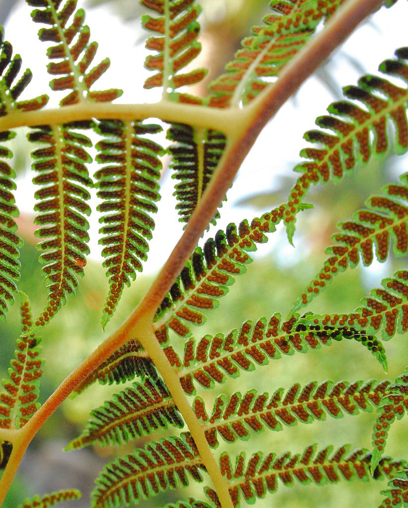 Padrão fractal em samambaia, natureza.