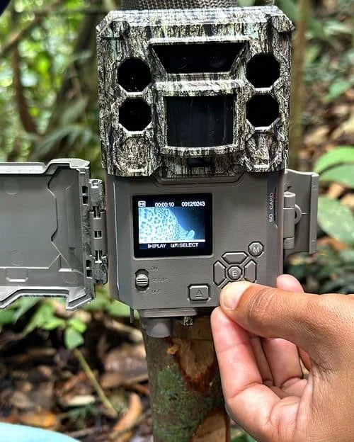 jaguar camera trap amazon rainforest