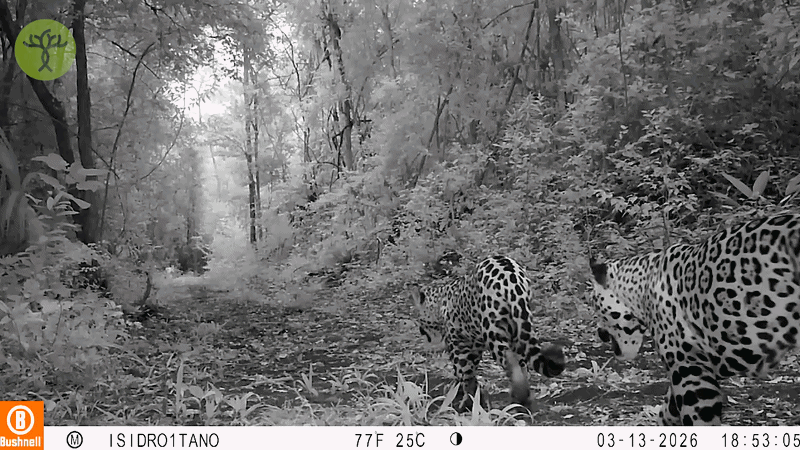 jaguar_biodiversity_Isidro Favela.gif