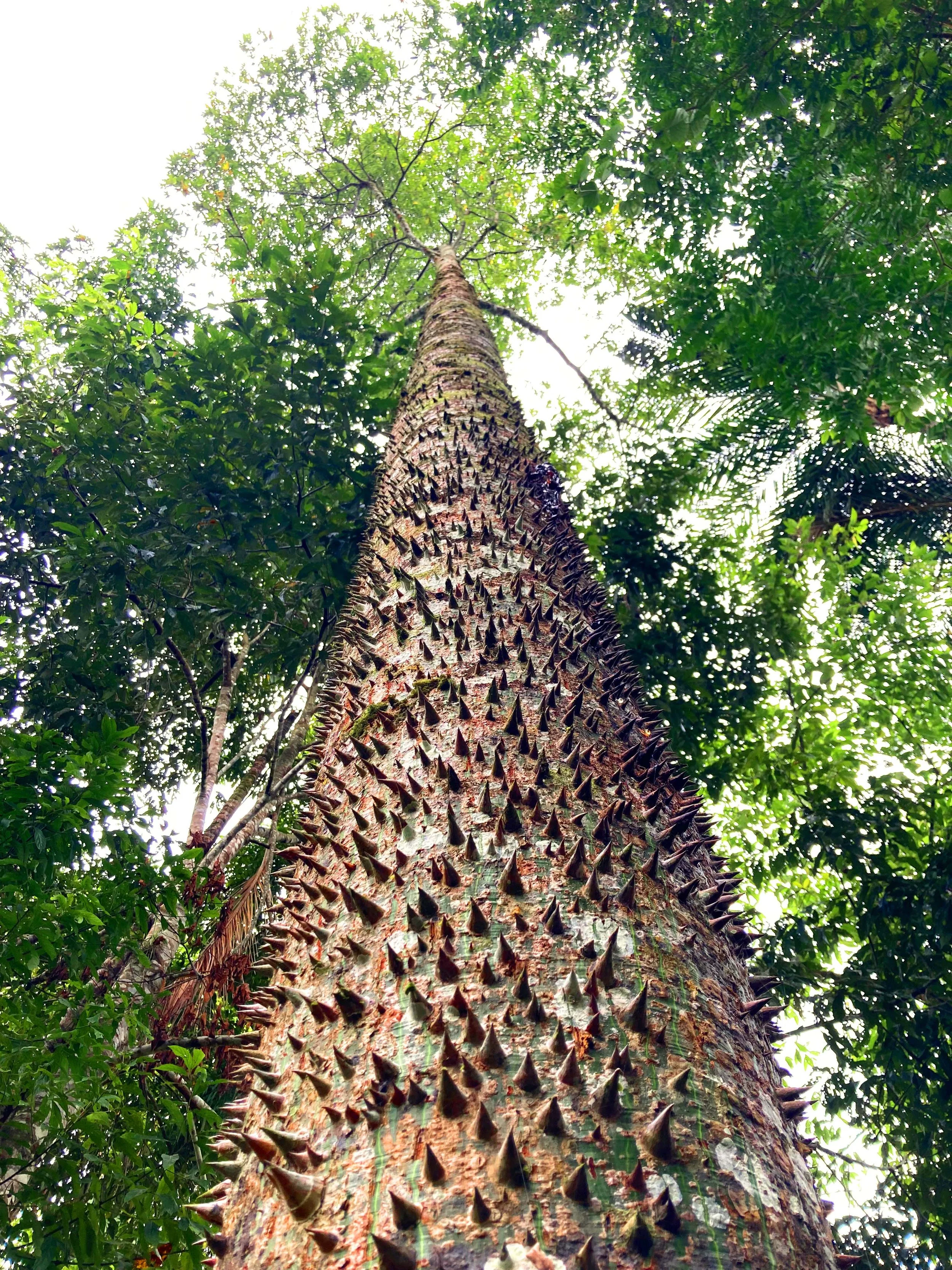 ceiba_sexy_tree.JPG