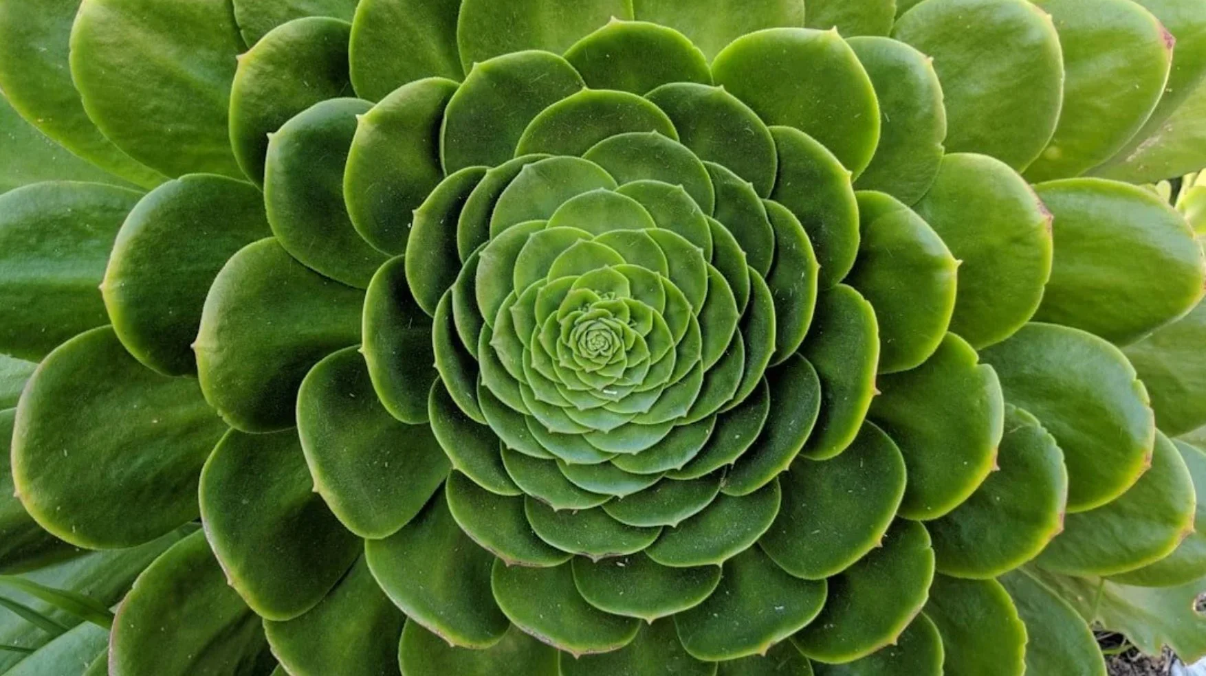 Légume naturel
