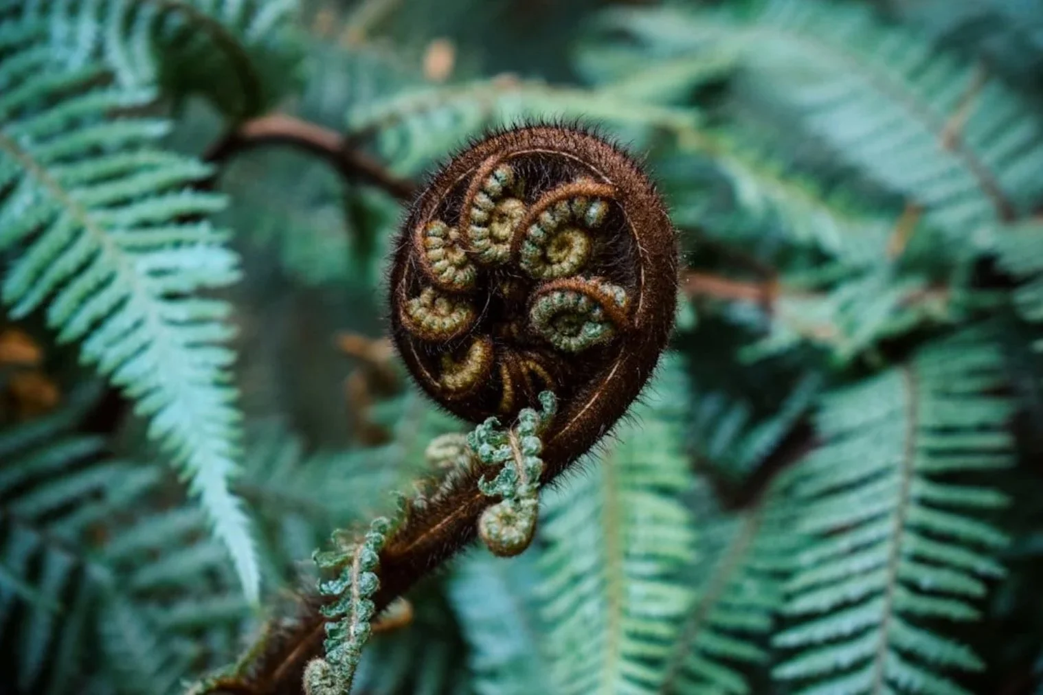 nature végétale