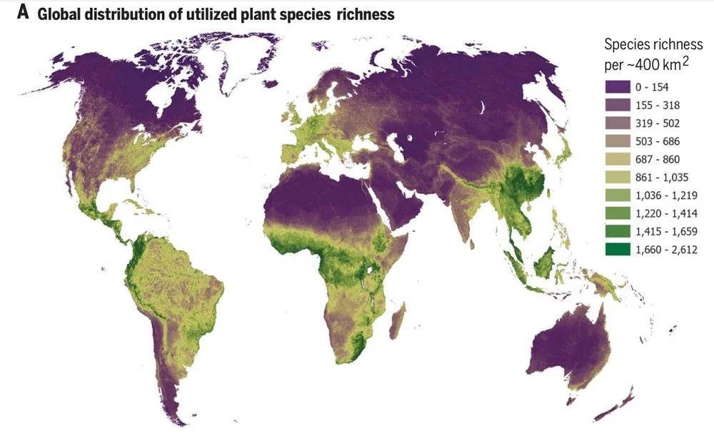 Carte mondiale de la richesse en espèces végétales exploitées — la plus dense dans les territoires autochtones tropicaux. Pironon et al. 2024, Science