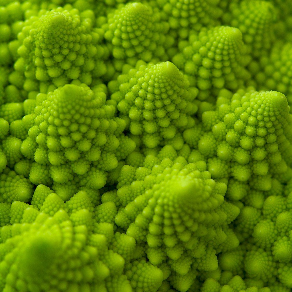 Padrão fractal em um vegetal, natureza.