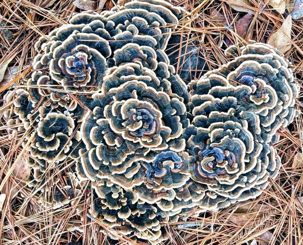 fungos natureza fractal