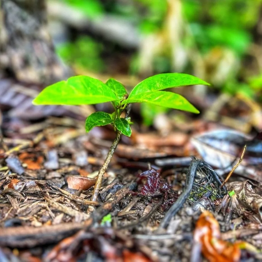 reforest_plant_trees_amazon