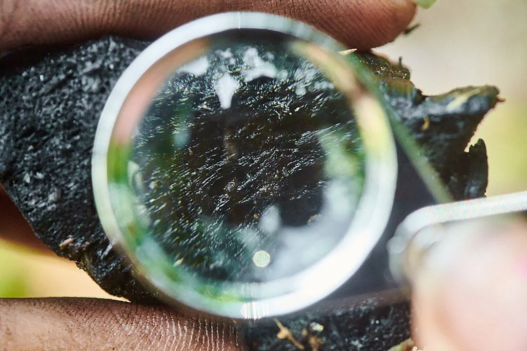 biochar amazon karbon