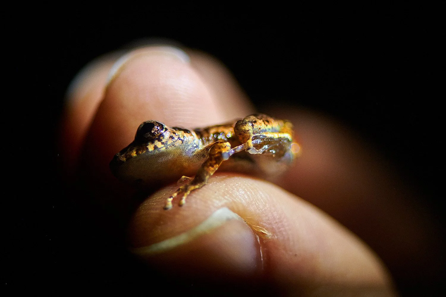 Foto persetujuan eDNA katak