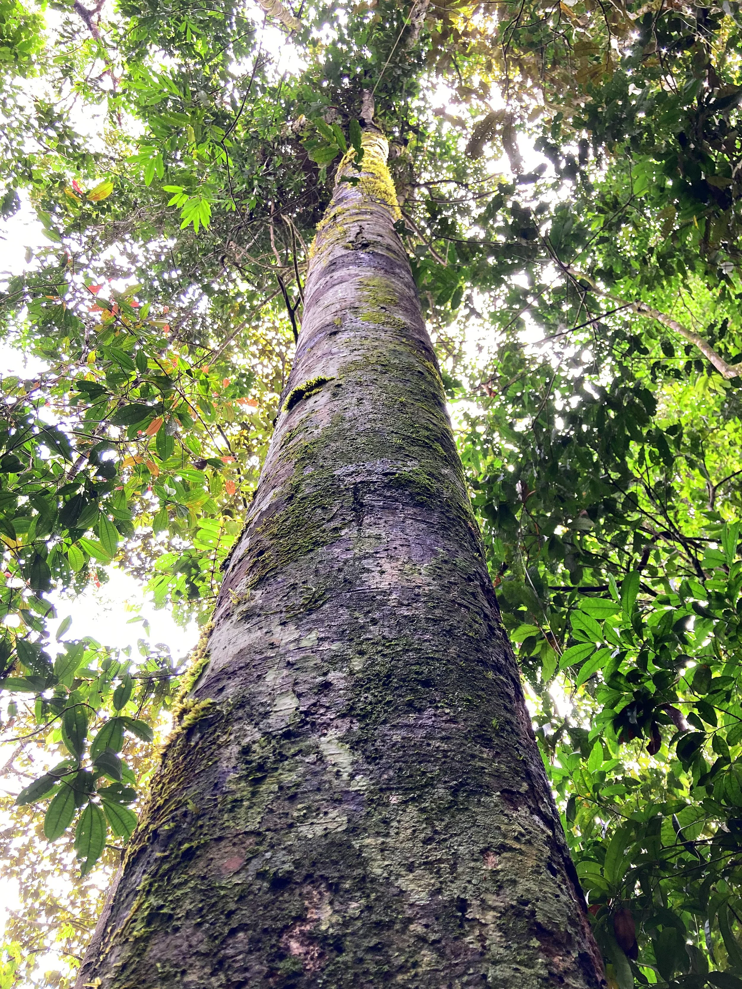 espingo_sexy_tree.JPG
